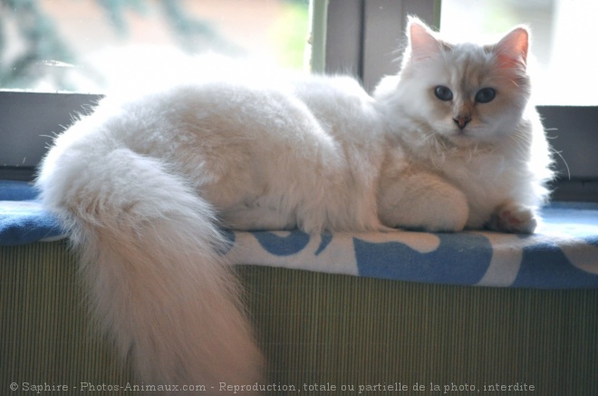 Photo de Sacr de birmanie