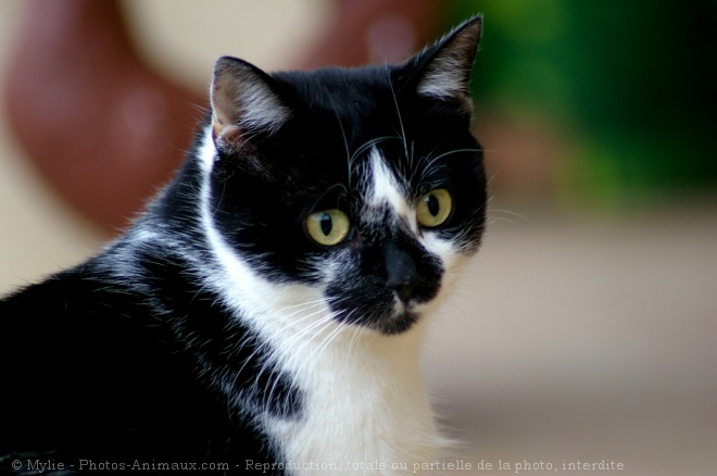 Photo de Chat domestique