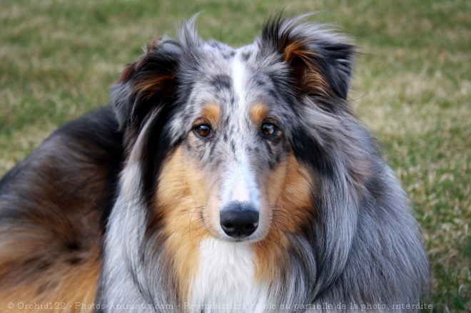 Photo de Chien de berger des shetland