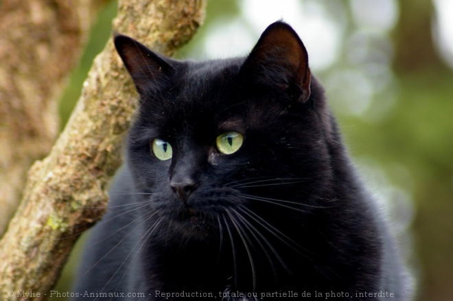 Photo de Chat domestique