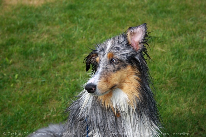 Photo de Chien de berger des shetland