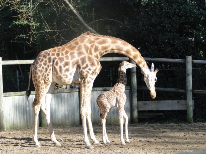 Photo de Girafe