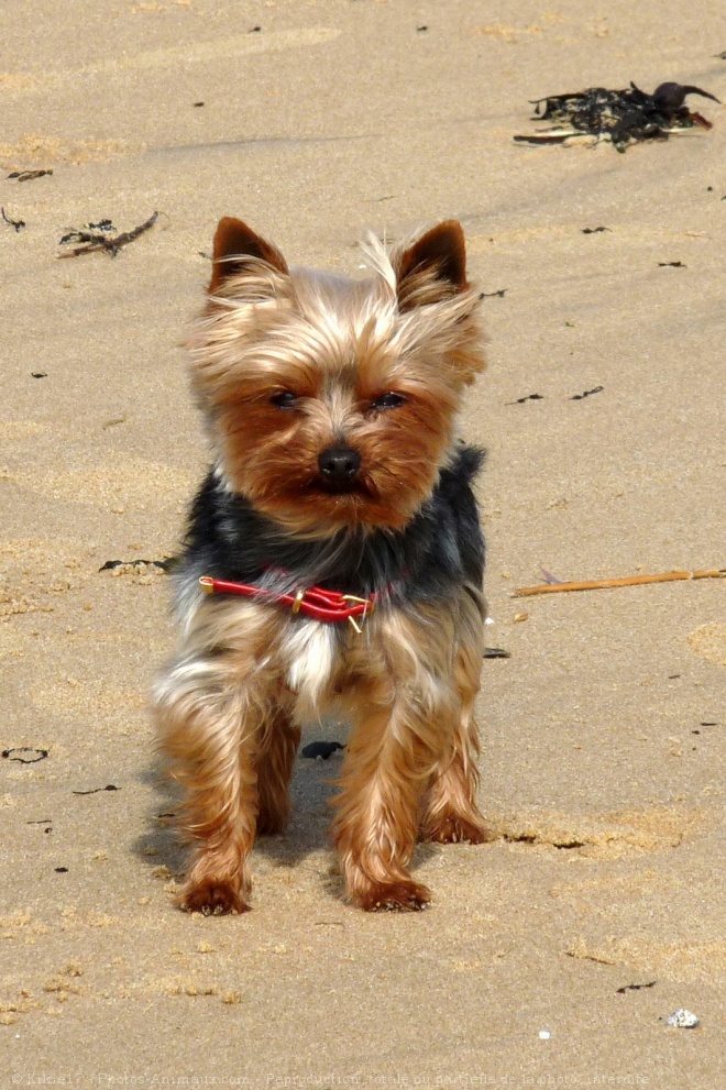 Photo de Yorkshire terrier