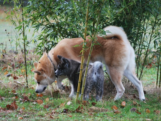 Photo d'Akita inu