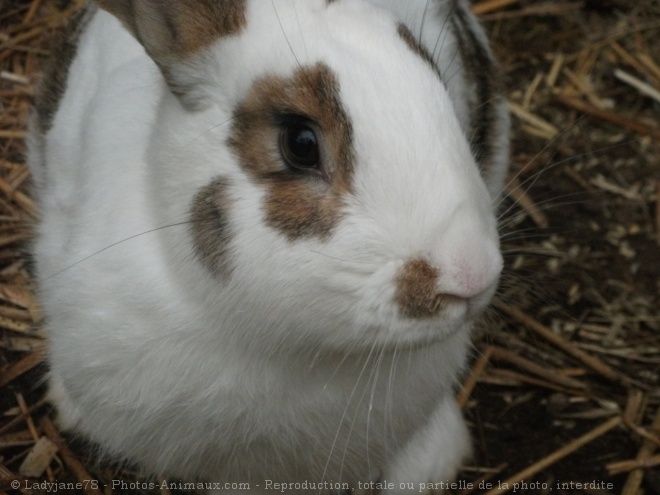 Photo de Lapin