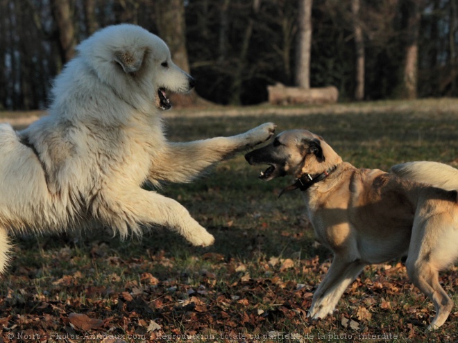 Photo de Chien de montagne des pyrnes