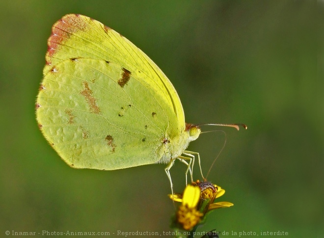 Photo de Papillon