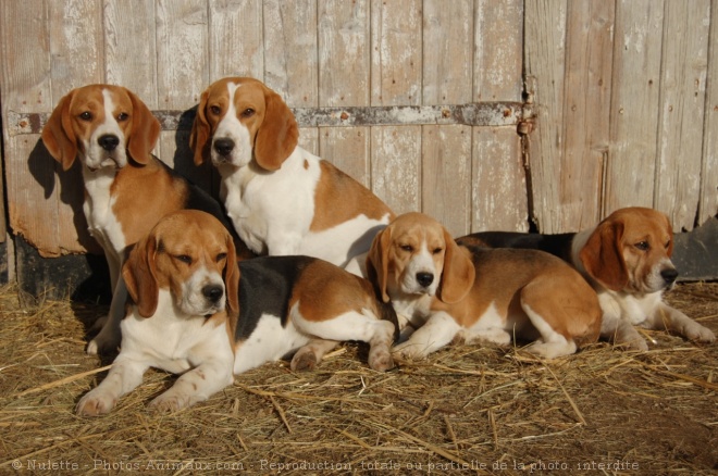 Photo de Beagle