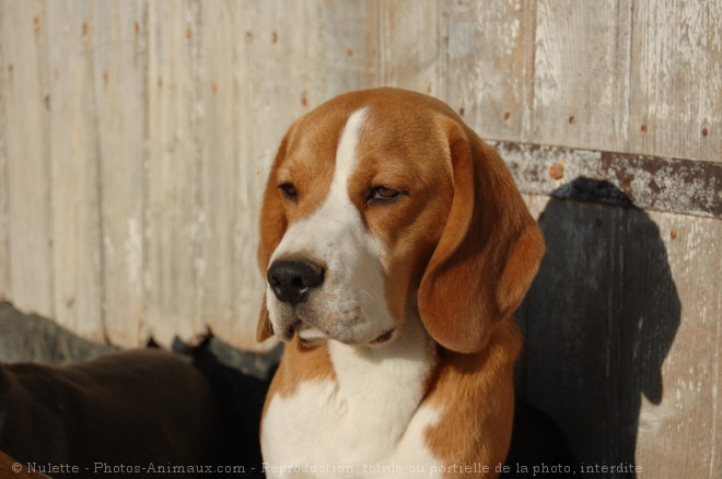 Photo de Beagle