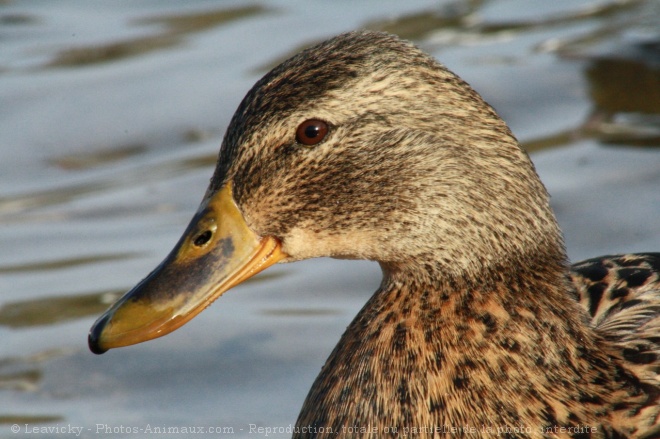 Photo de Canard