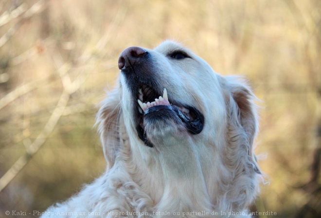 Photo de Golden retriever