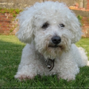 Photo de Bichon  poil fris