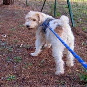 Photo de Fox terrier  poil dur