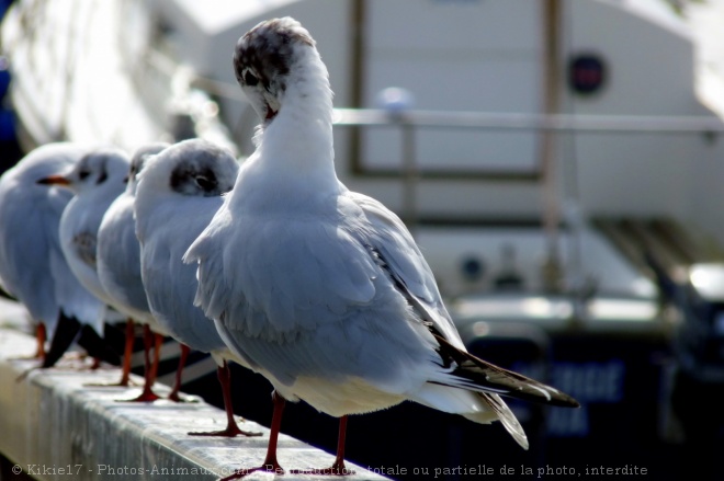 Photo de Mouette