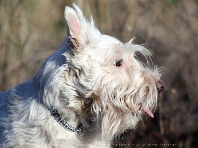 Photo de Scottish terrier