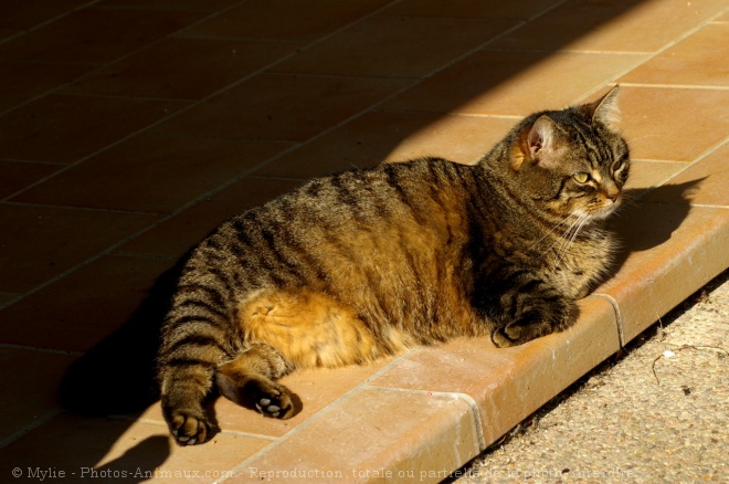 Photo de Chat domestique