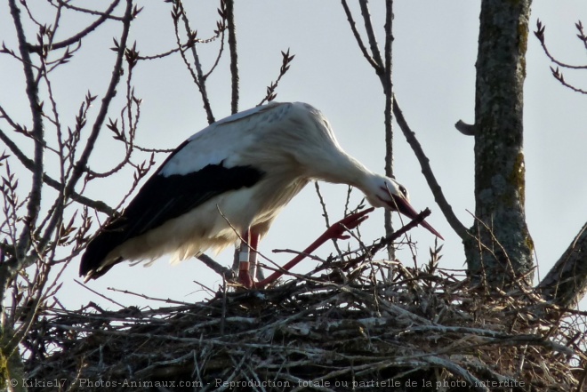 Photo de Cigogne