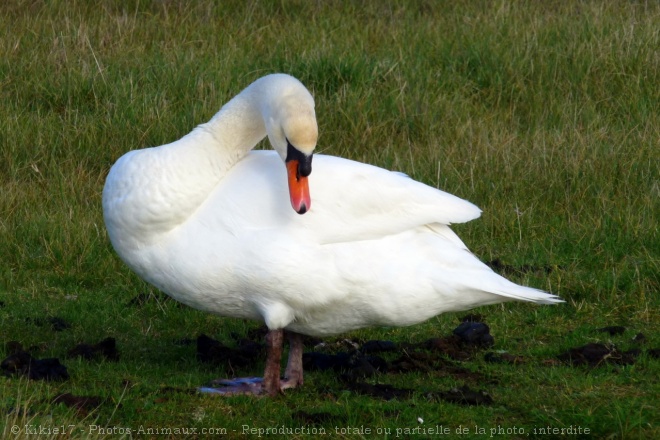 Photo de Cygne