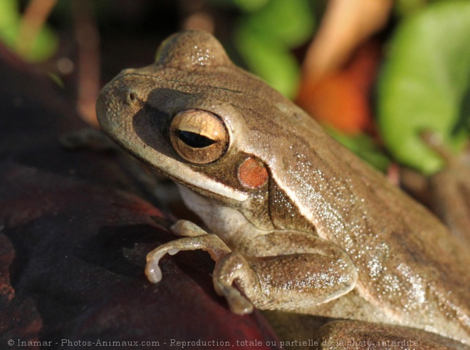 Photo de Grenouille