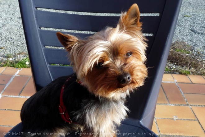 Photo de Yorkshire terrier