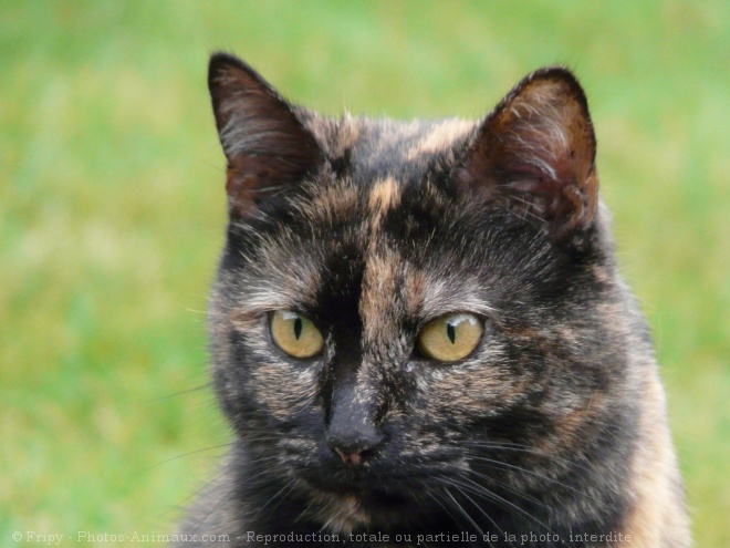 Photo de Chat domestique