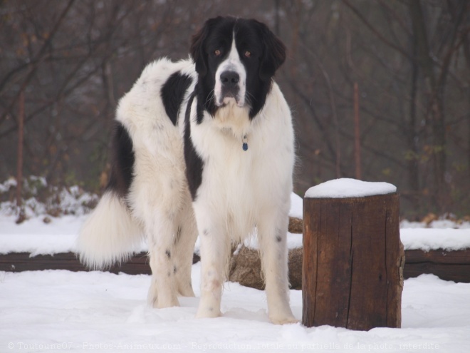 Photo de Landseer (type continental europen)