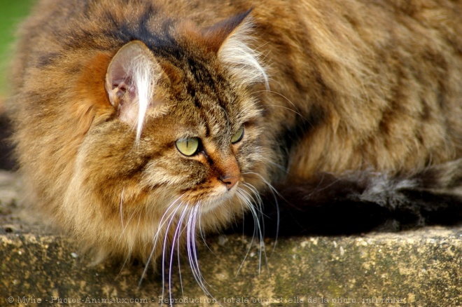 Photo de Chat domestique