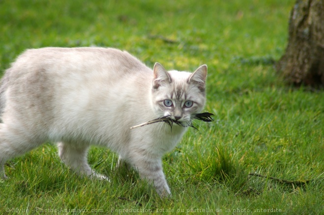 Photo de Chat domestique