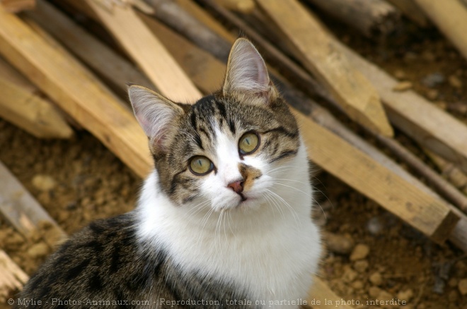 Photo de Chat domestique