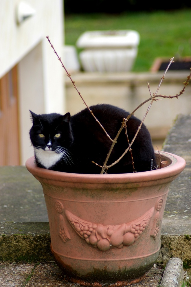 Photo de Chat domestique