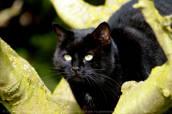 Photo de Chat domestique