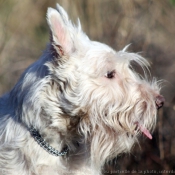 Photo de Scottish terrier