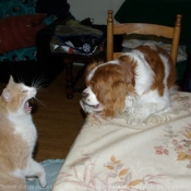 Photo de Cavalier king charles spaniel