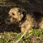 Photo de Border terrier