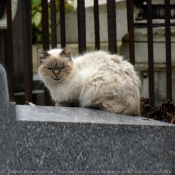 Photo de Chat domestique