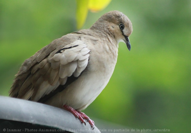 Photo de Colombe