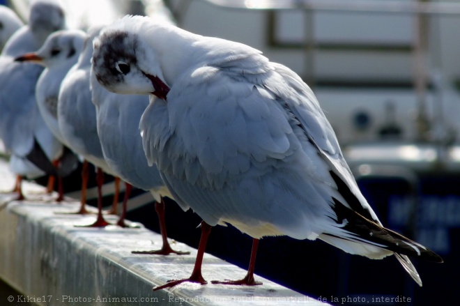 Photo de Mouette