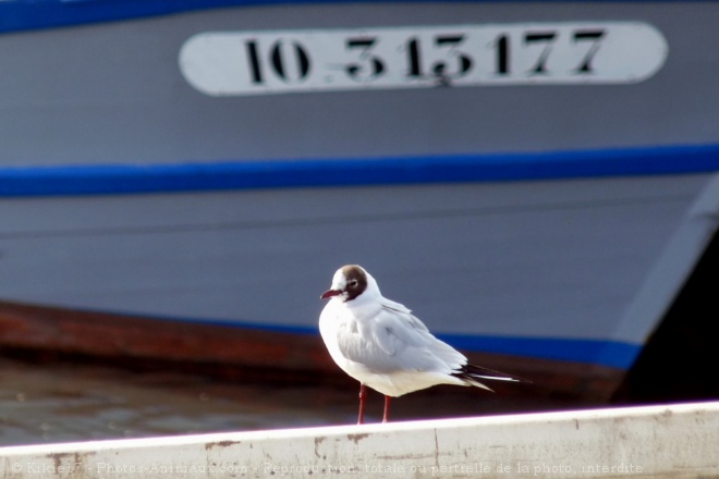 Photo de Mouette