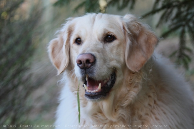 Photo de Golden retriever