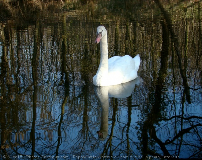 Photo de Cygne