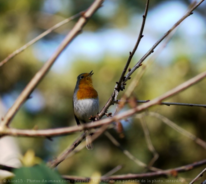 Photo de Rouge gorge