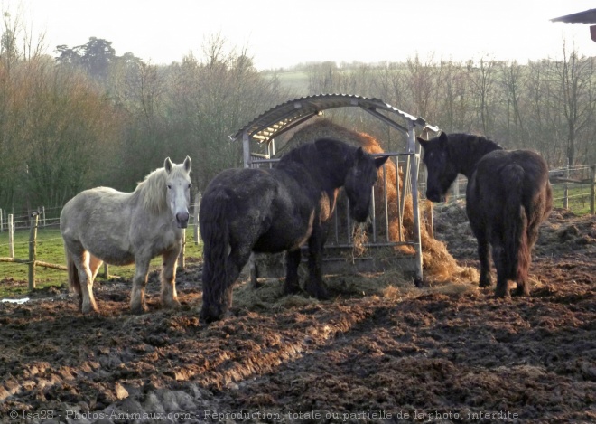 Photo de Percheron