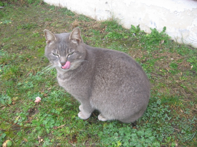 Photo de Chat domestique