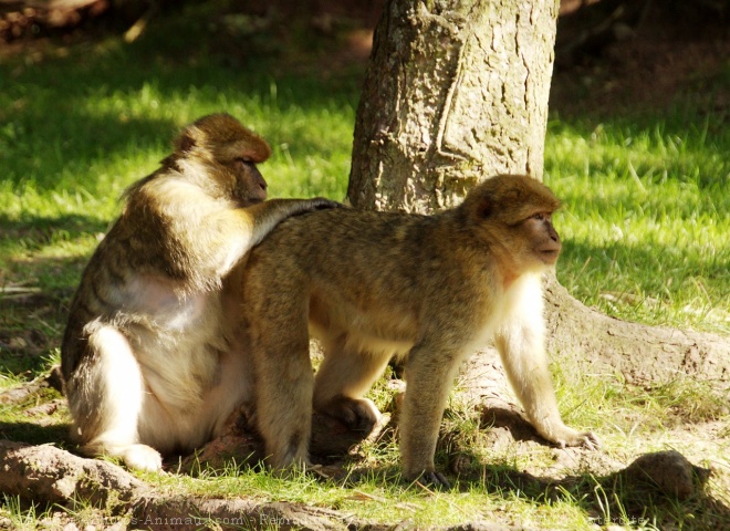 Photo de Singe - magot