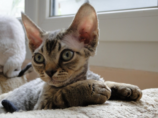 Photo de Devon rex