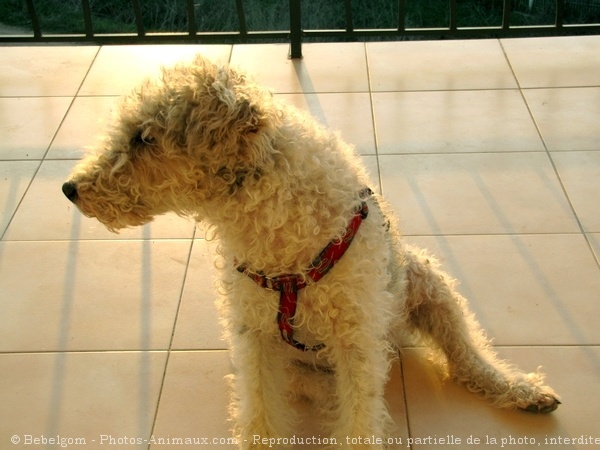 Photo de Fox terrier  poil dur