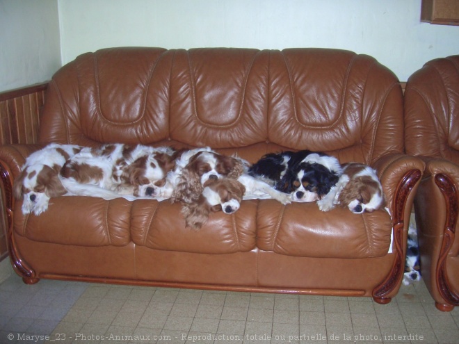 Photo de Cavalier king charles spaniel