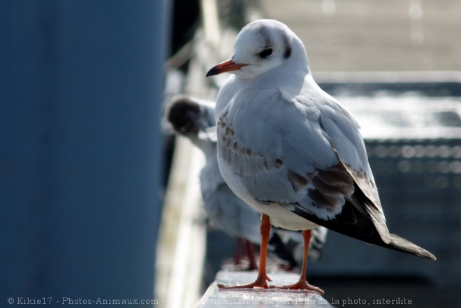 Photo de Mouette