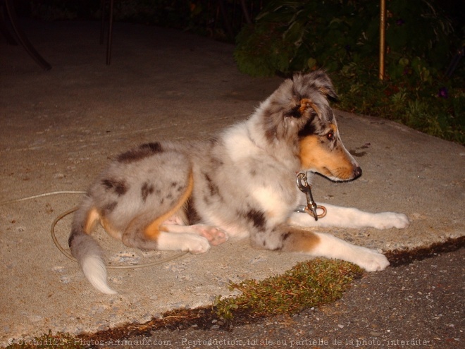 Photo de Chien de berger des shetland