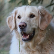 Photo de Golden retriever